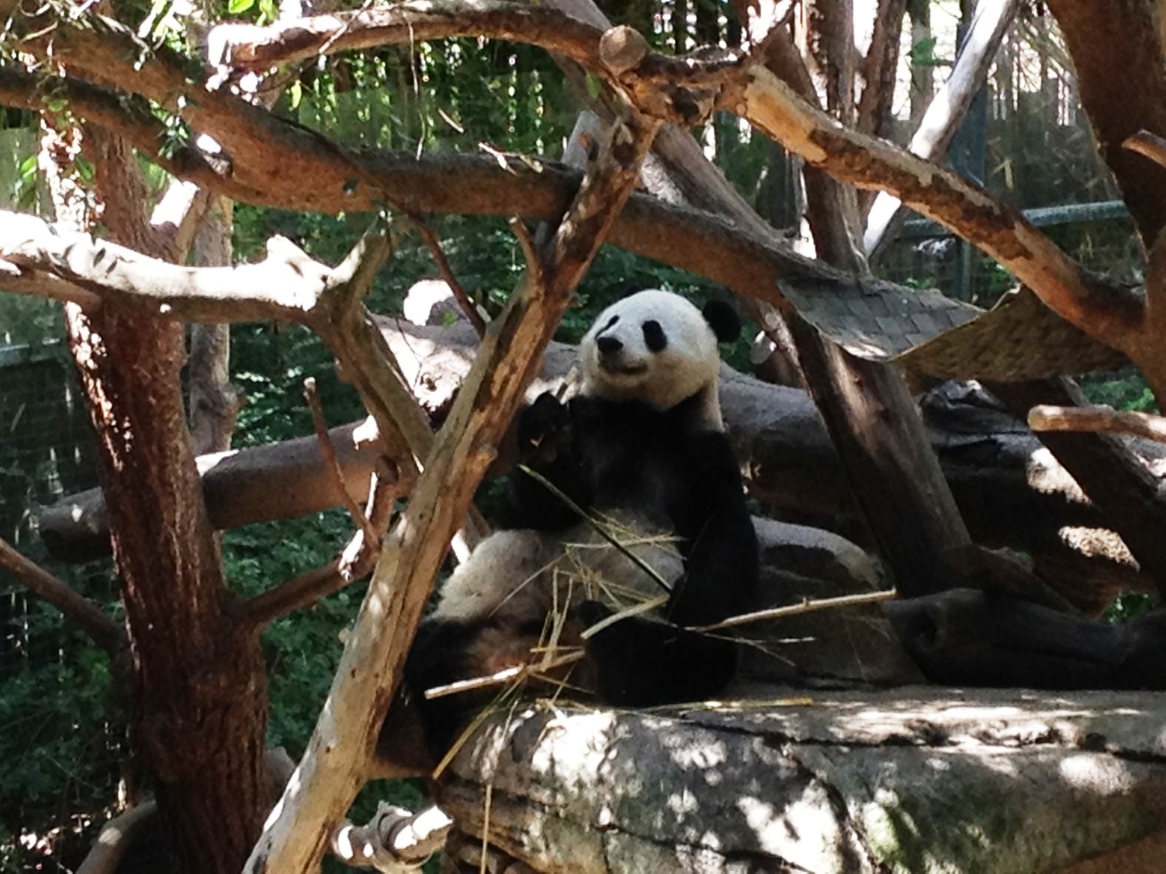 Panda - San Diego Zoo - 2013 09 - 09